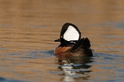 Hooded merganser